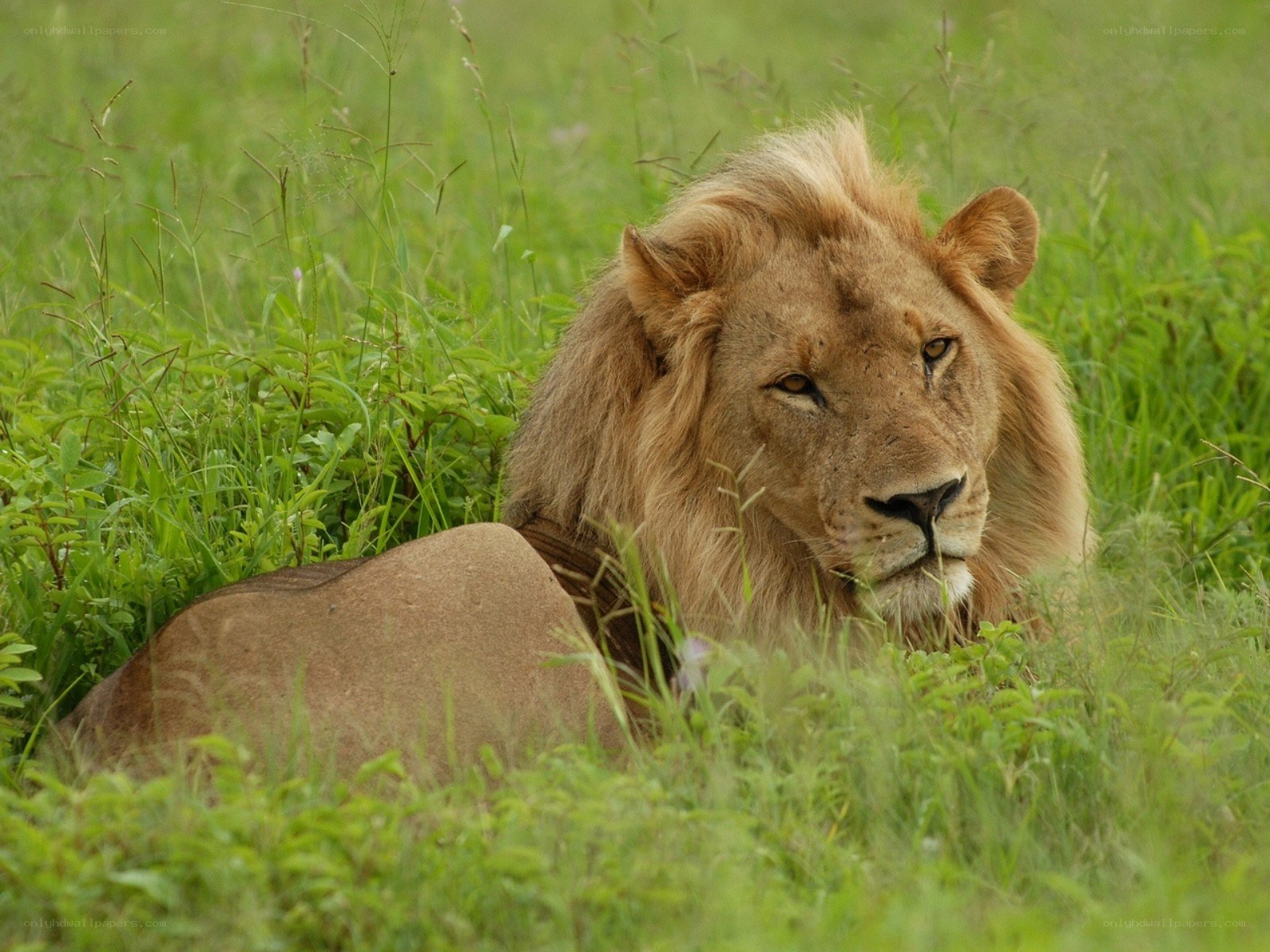 Lion resting in tall grass
