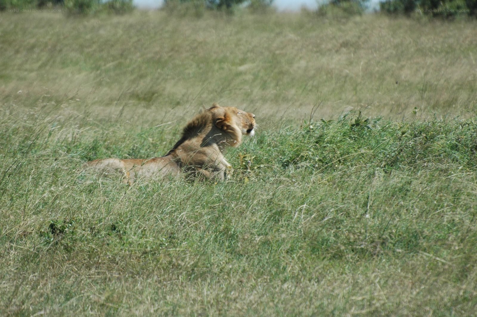 lion resting in tall grass