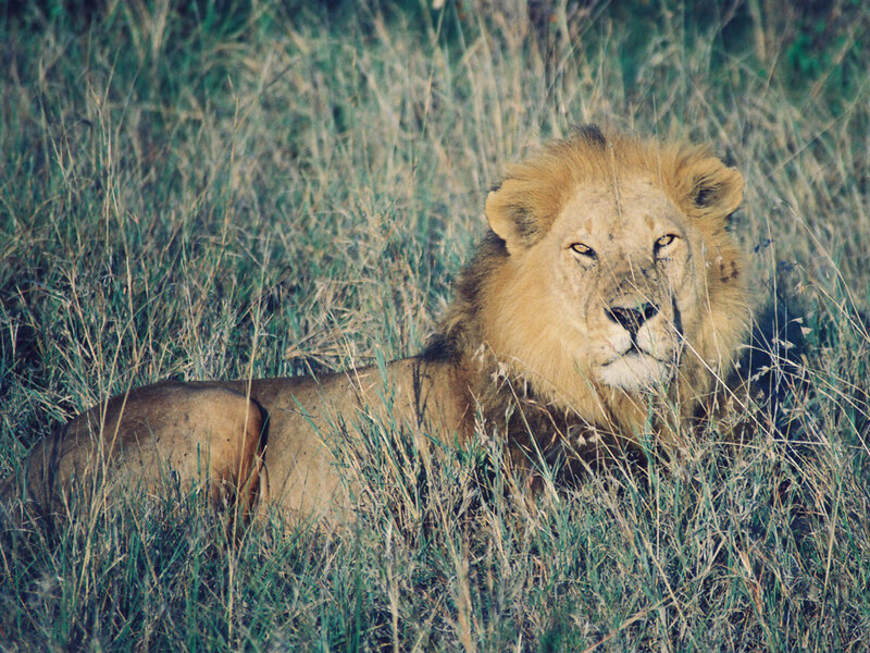 Lion resting in tall grass