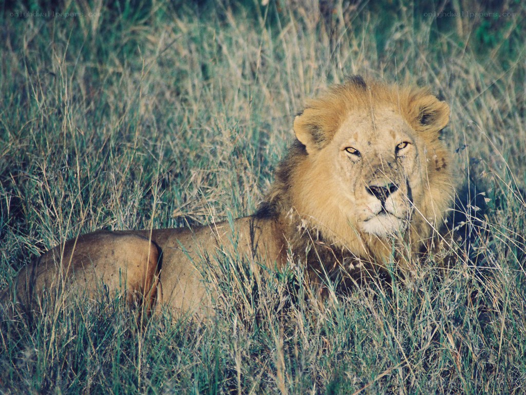 Lion resting in tall grass