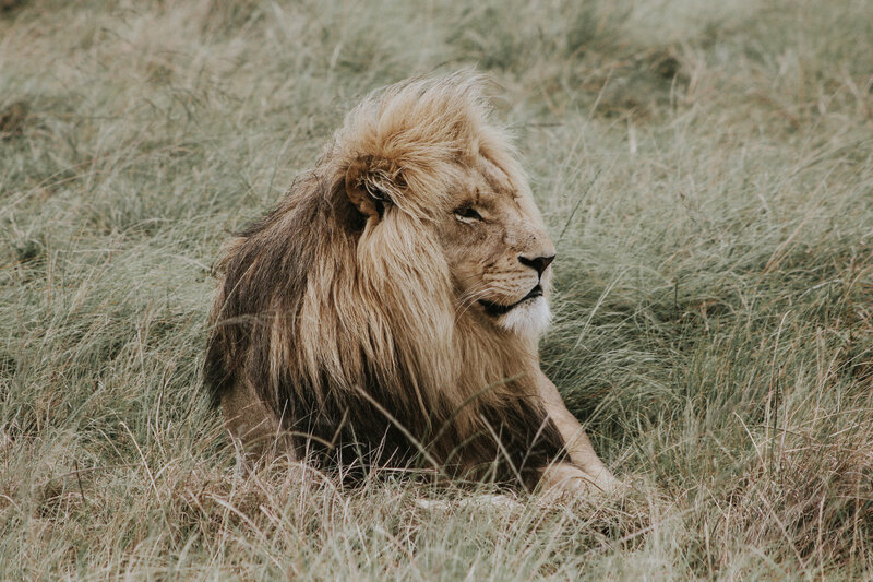 Lion resting in tall grass