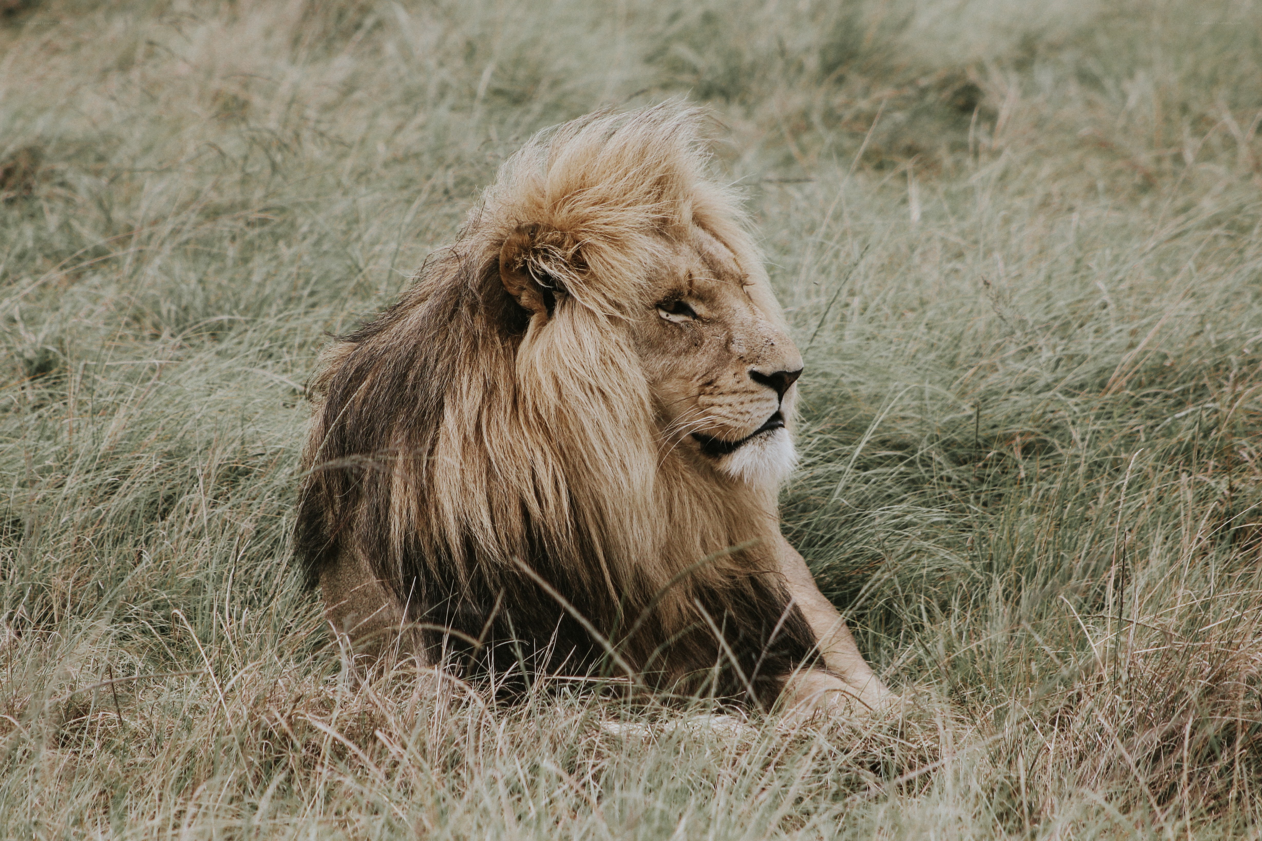 Lion resting in tall grass
