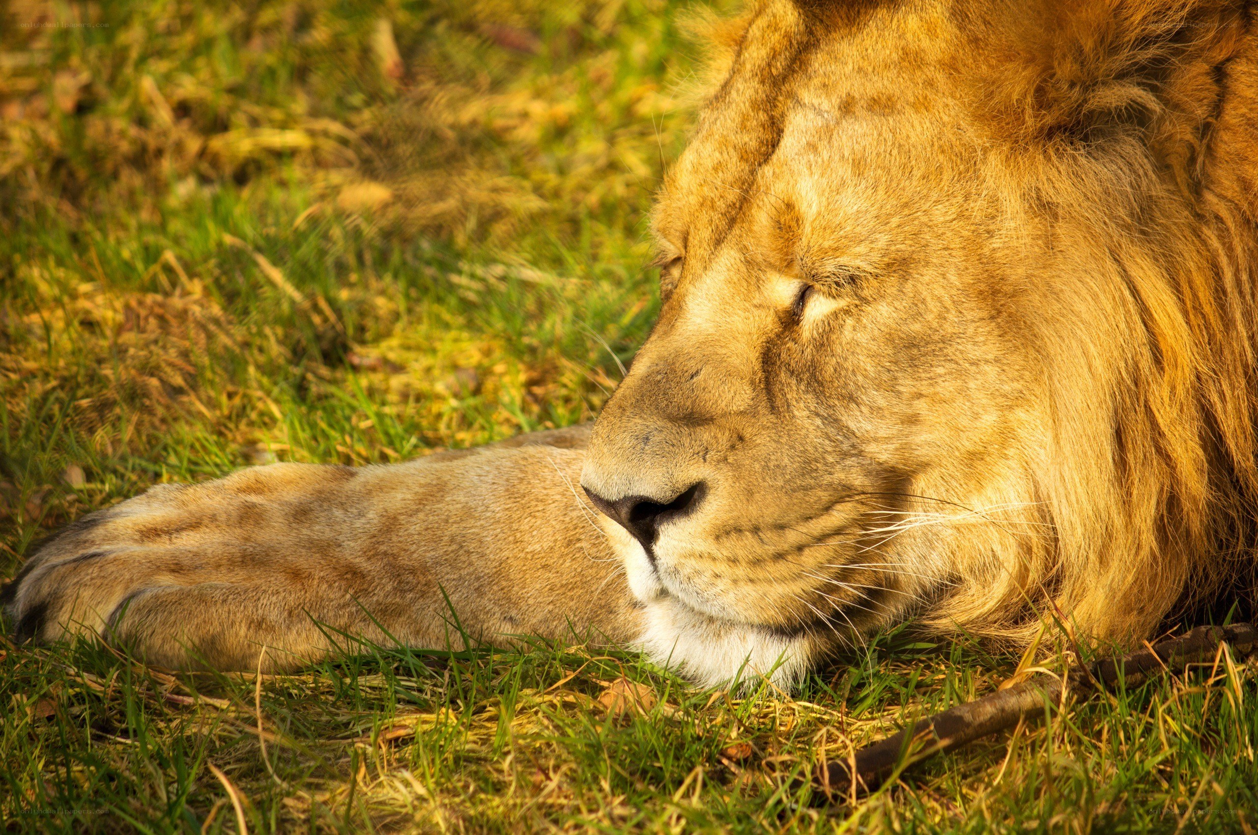 Lion resting in the grass