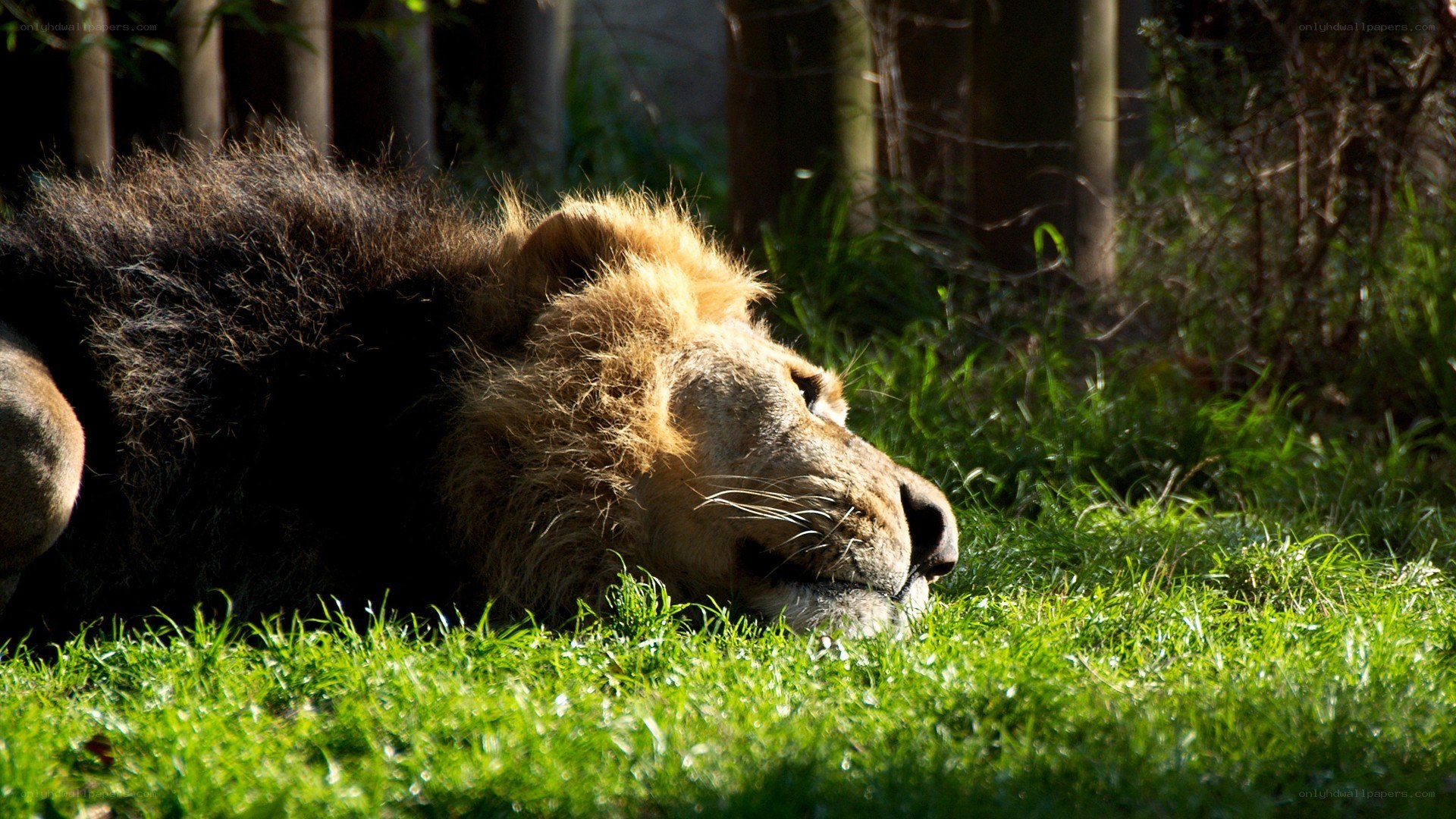 Lion resting in the grass