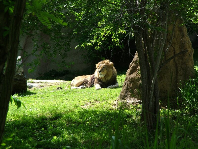 Lion resting in the shade