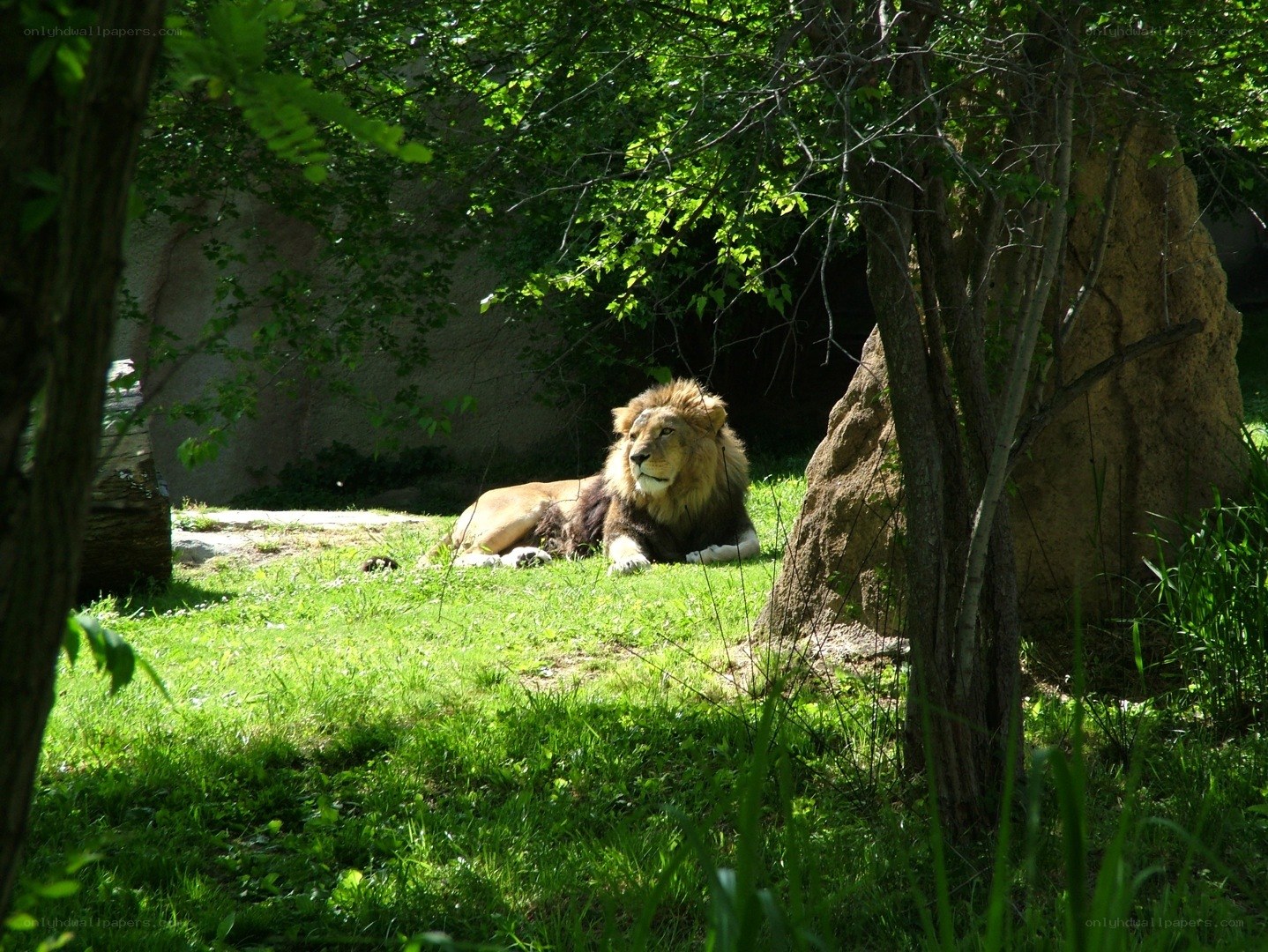 Lion resting in the shade