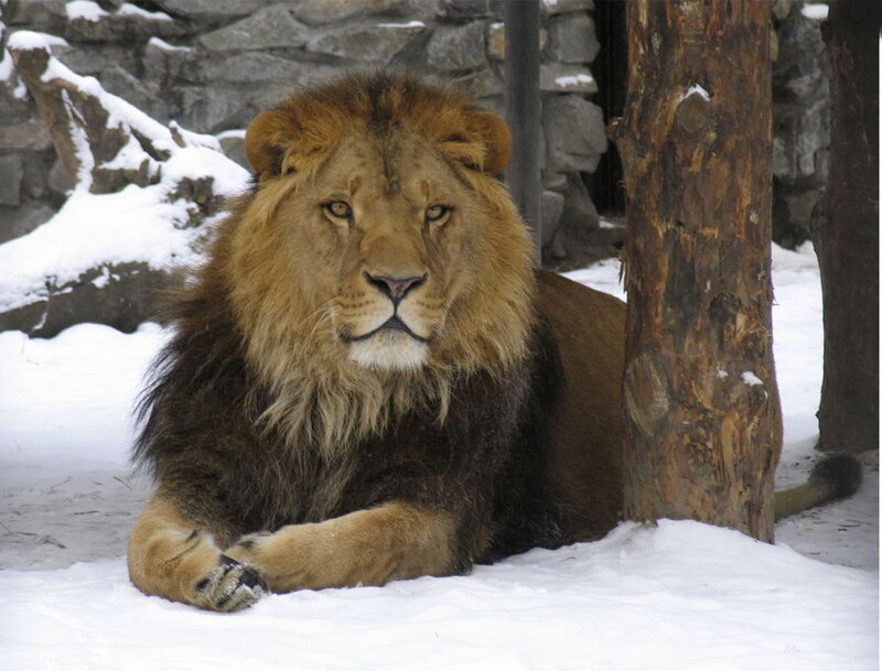 Lion resting in the snow