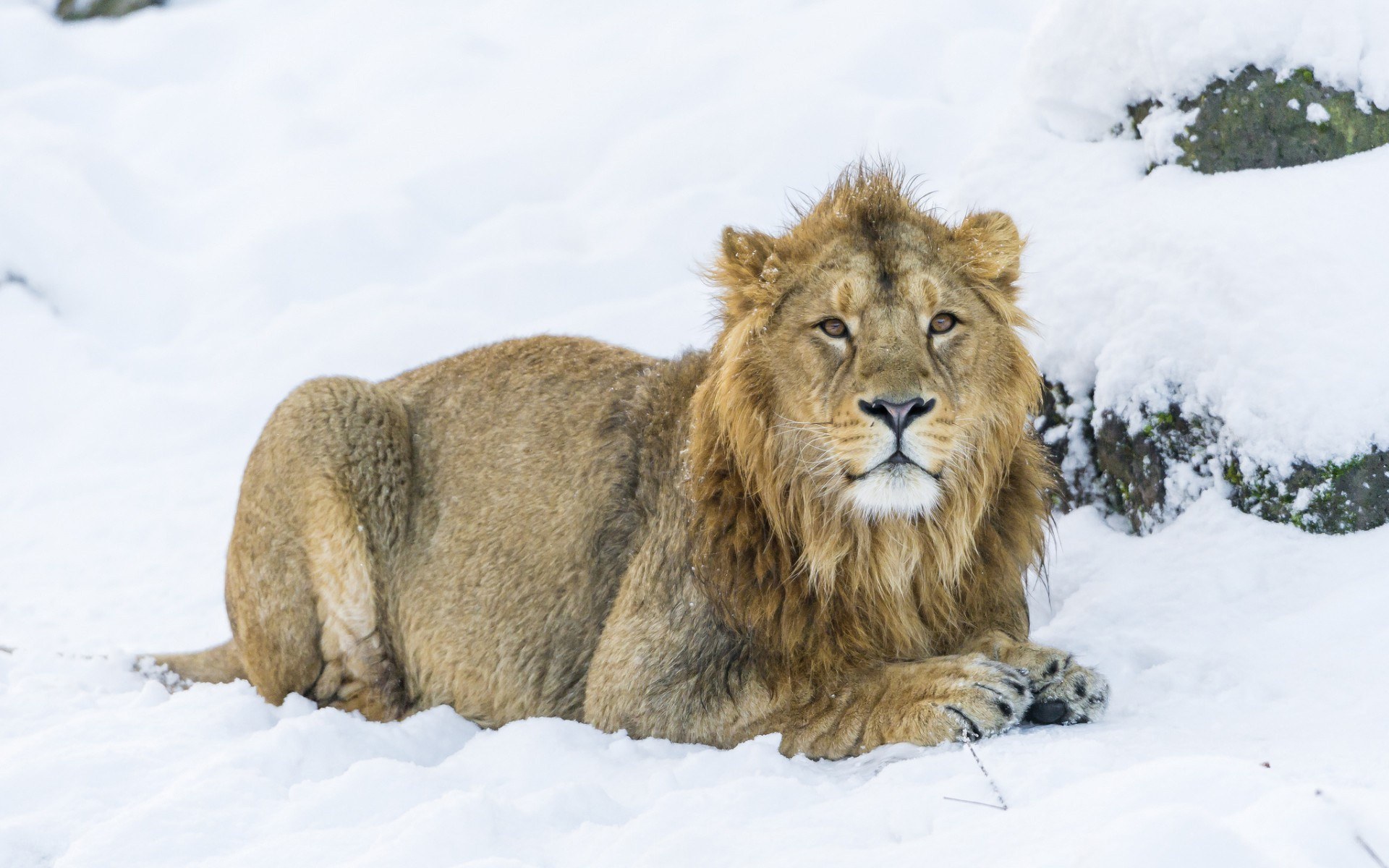 Lion resting in the snow