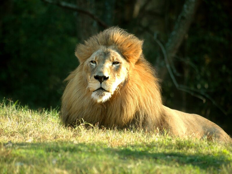 Lion resting in the sun