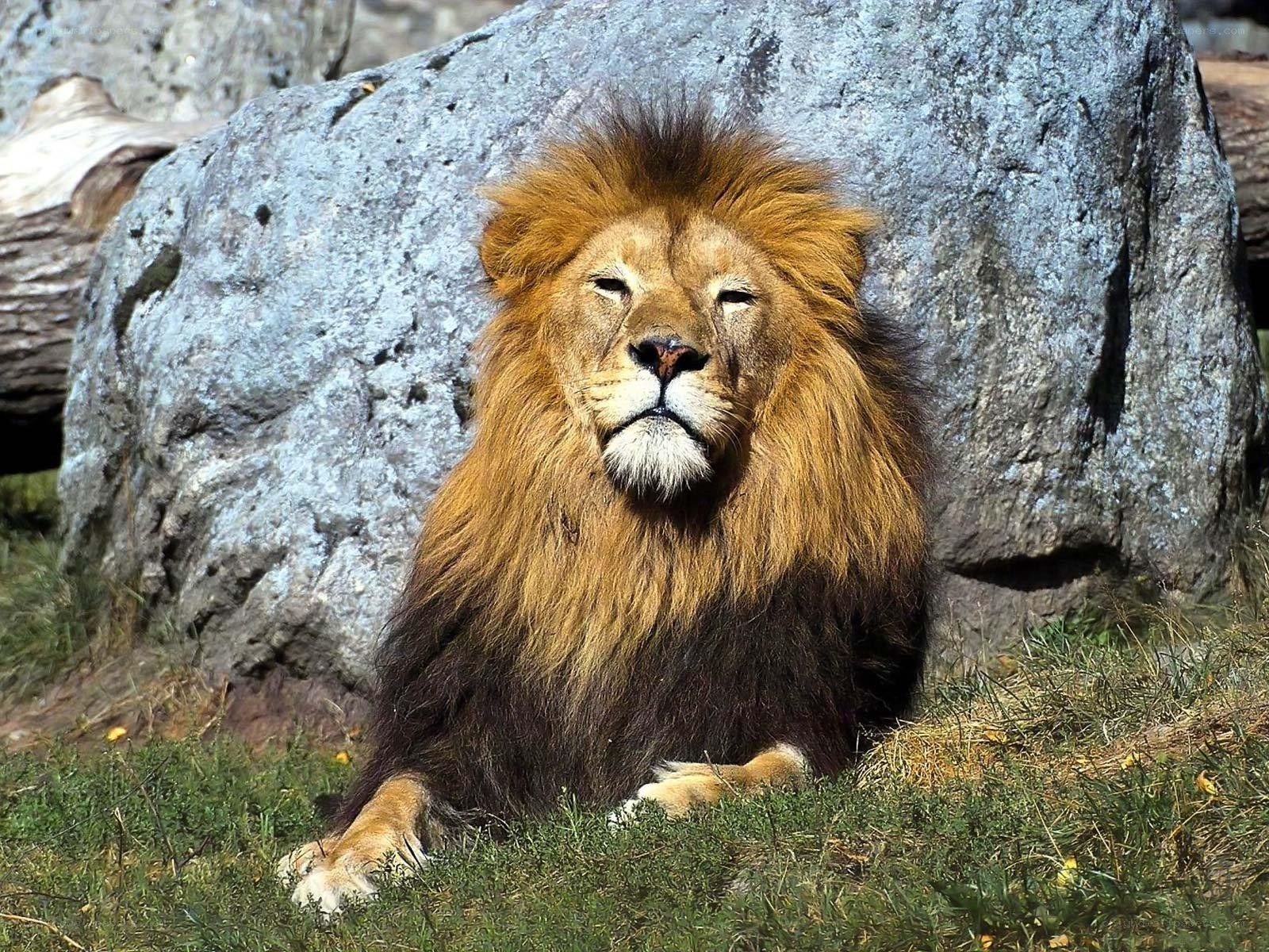 Lion resting in the sun