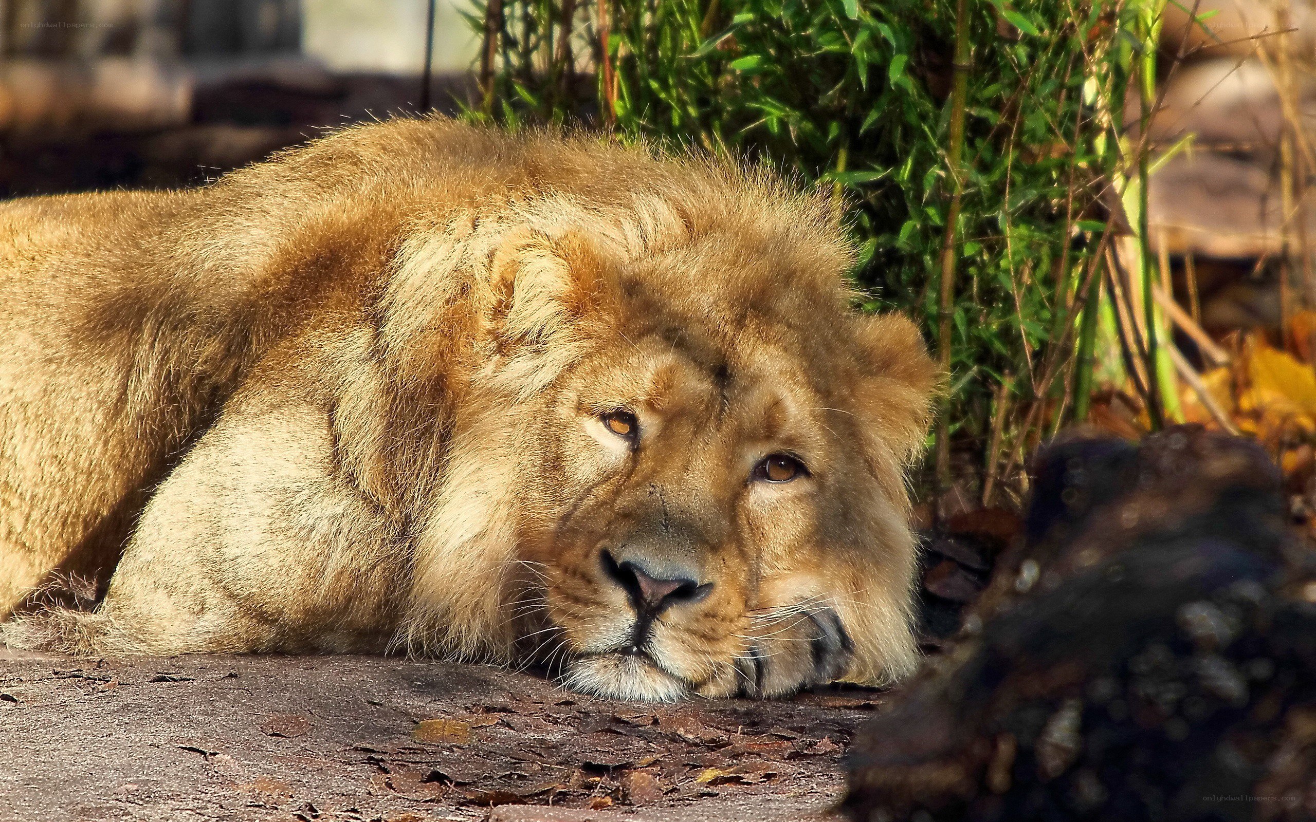 Lion resting in the sun