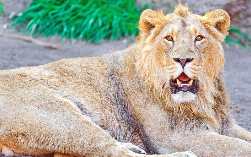 Lion resting in the sun