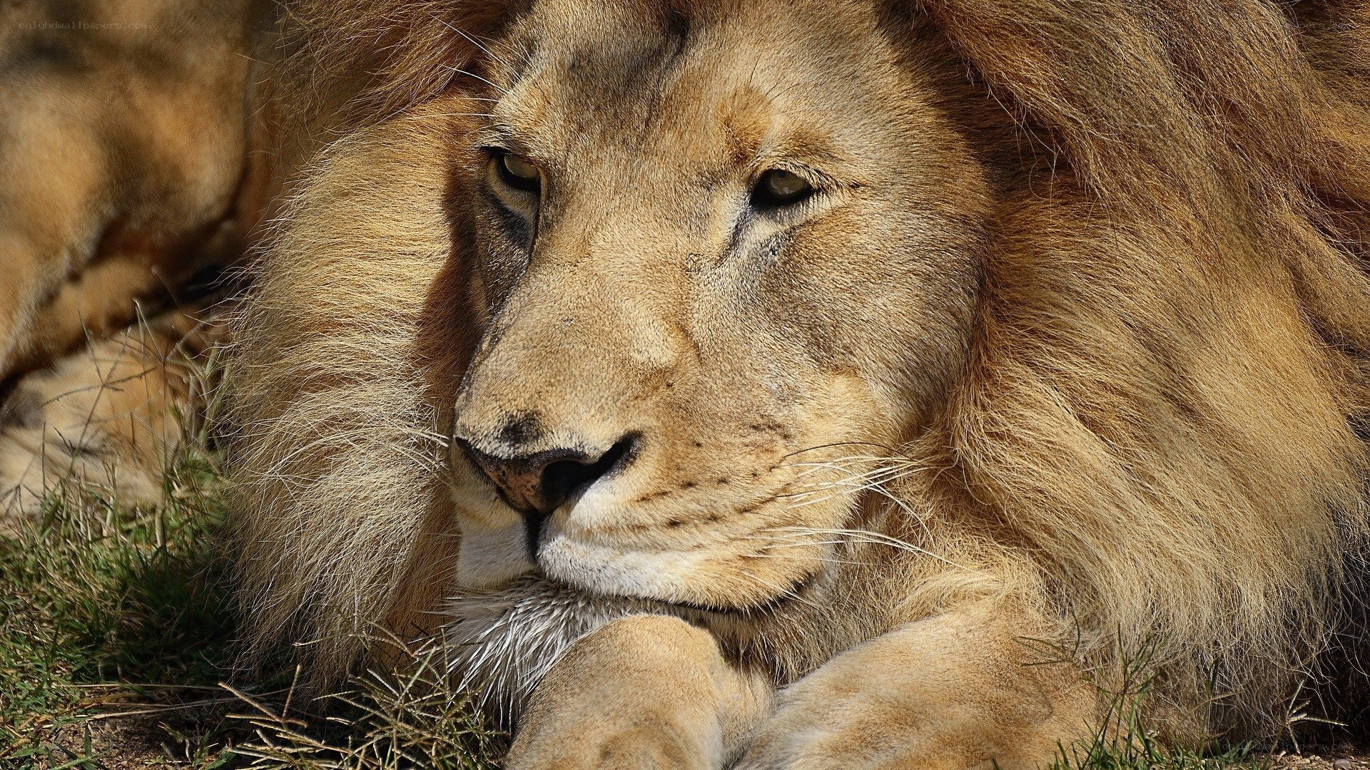 Lion resting in the sun