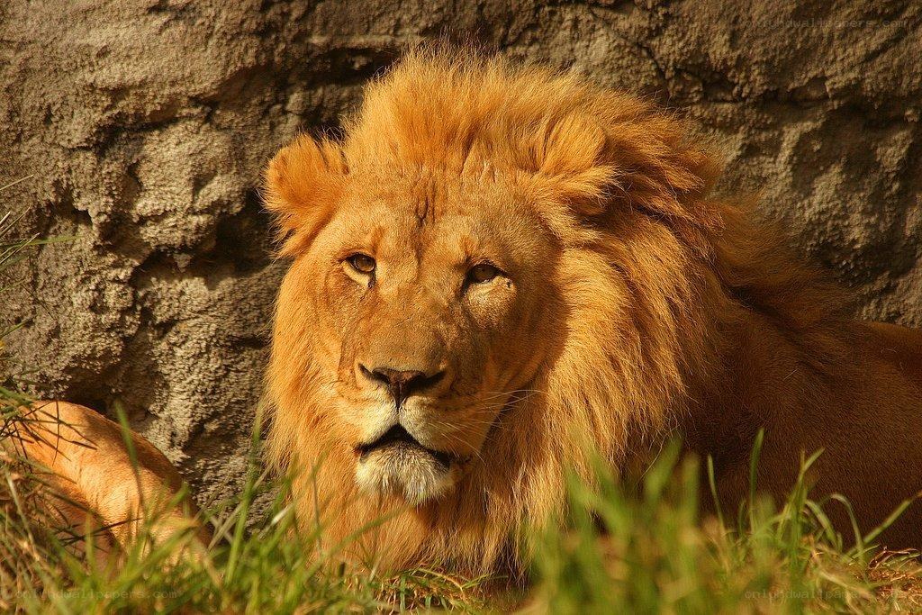 Lion resting in the sun