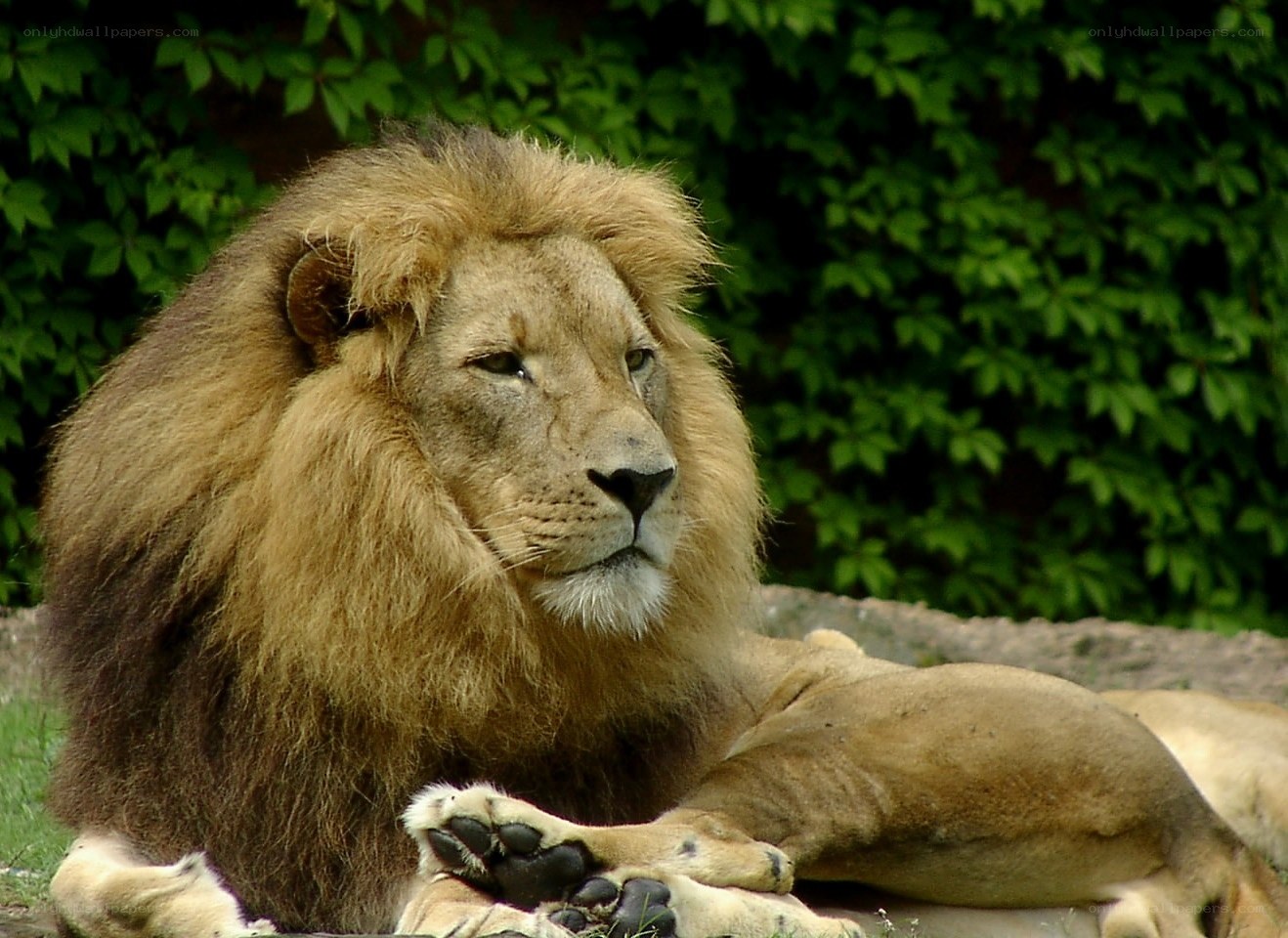 Lion resting in the sun