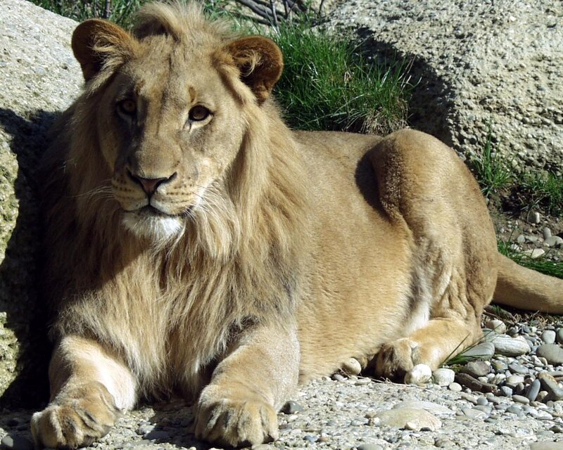 Lion resting in the sun