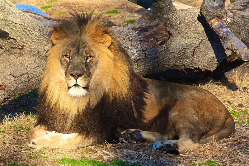 Lion resting in the sun