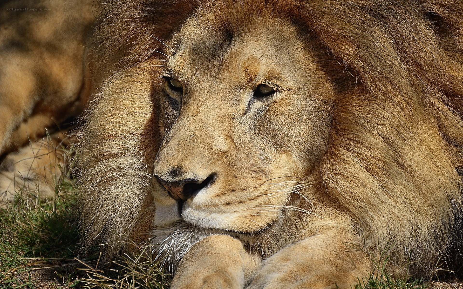 Lion resting in the sun