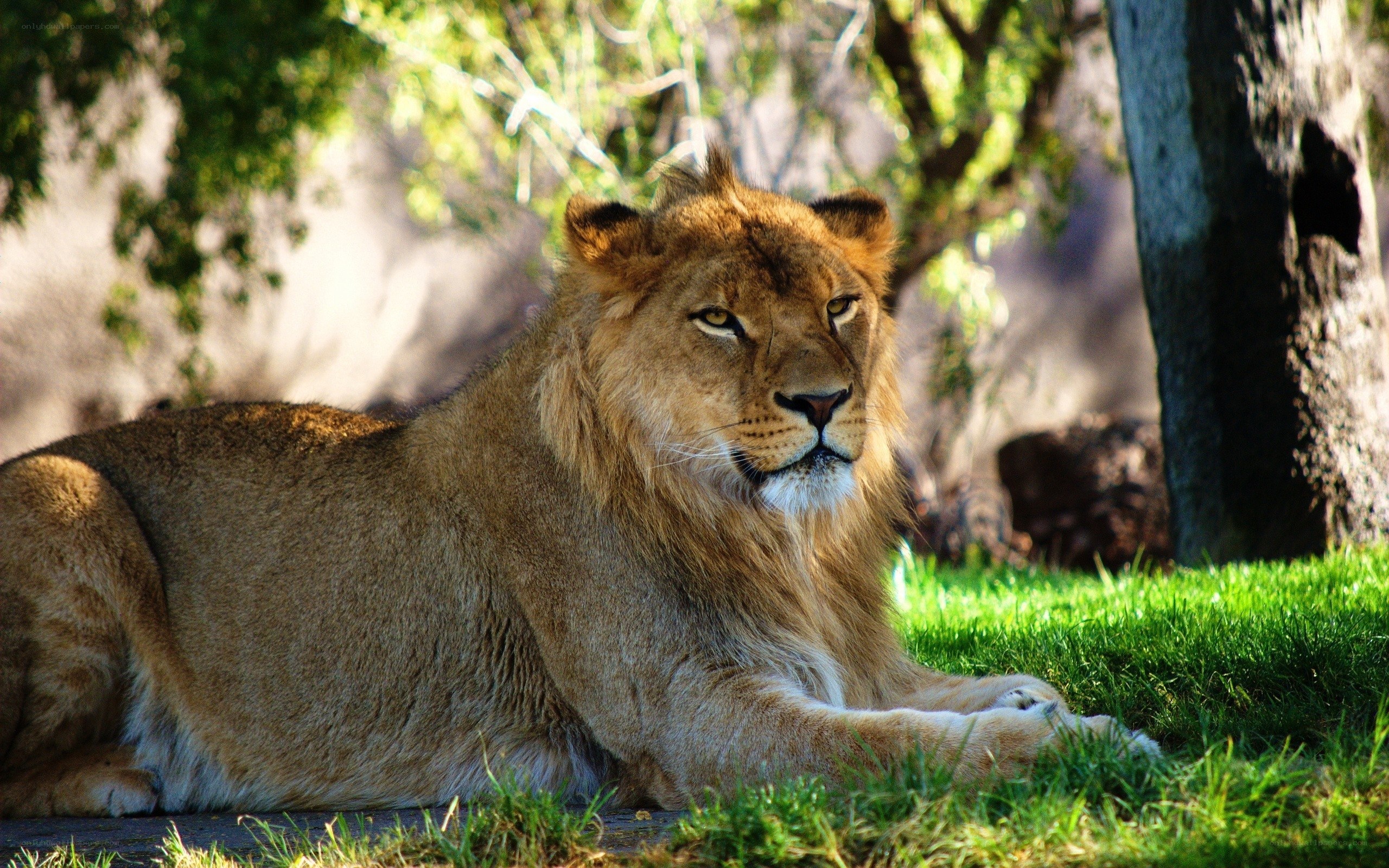 Lion resting in the sun