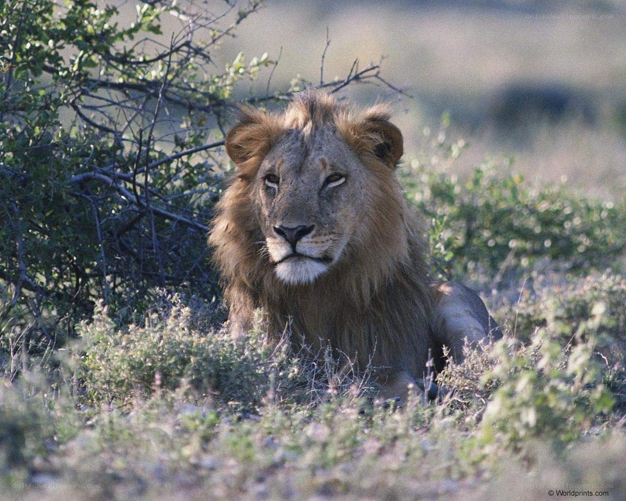 Lion resting in the wild