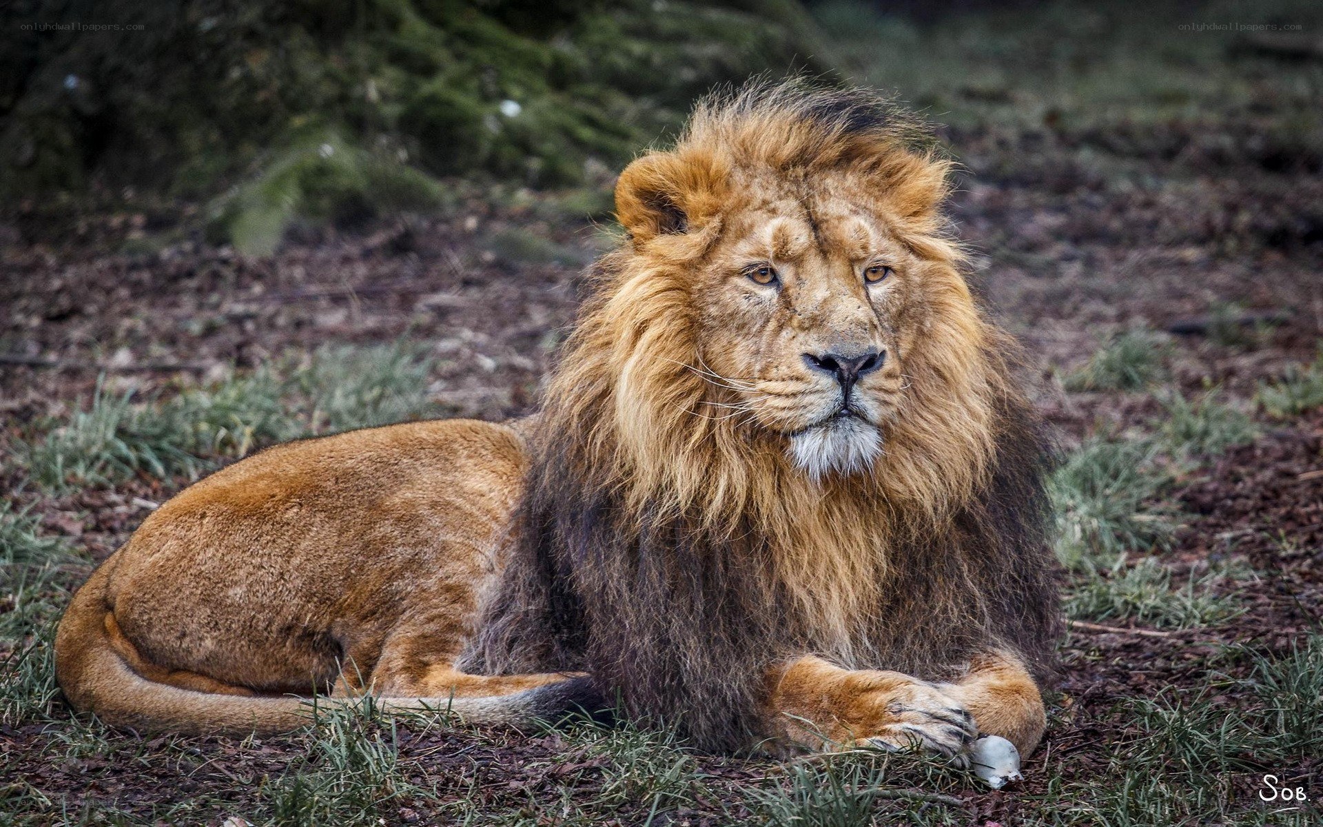Lion resting in the wild