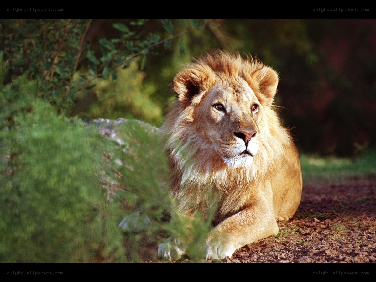Lion resting in the wild
