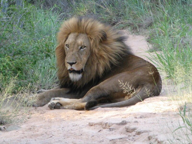 Lion resting in the wild