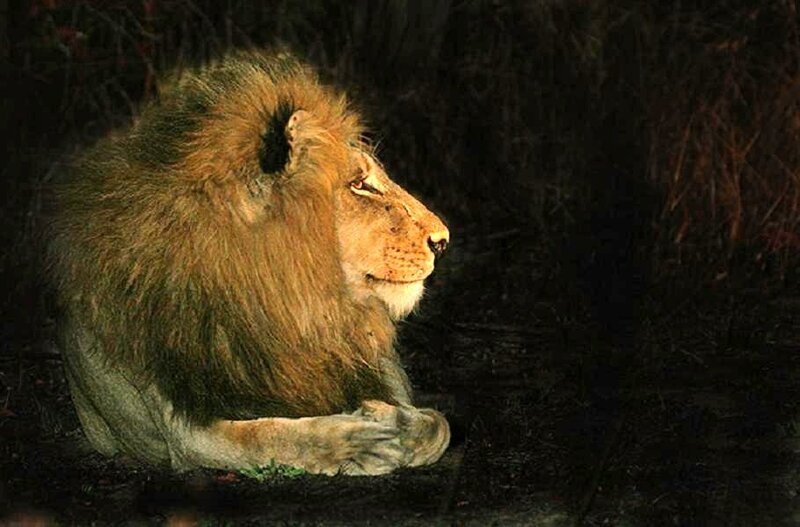 Lion resting in the wild