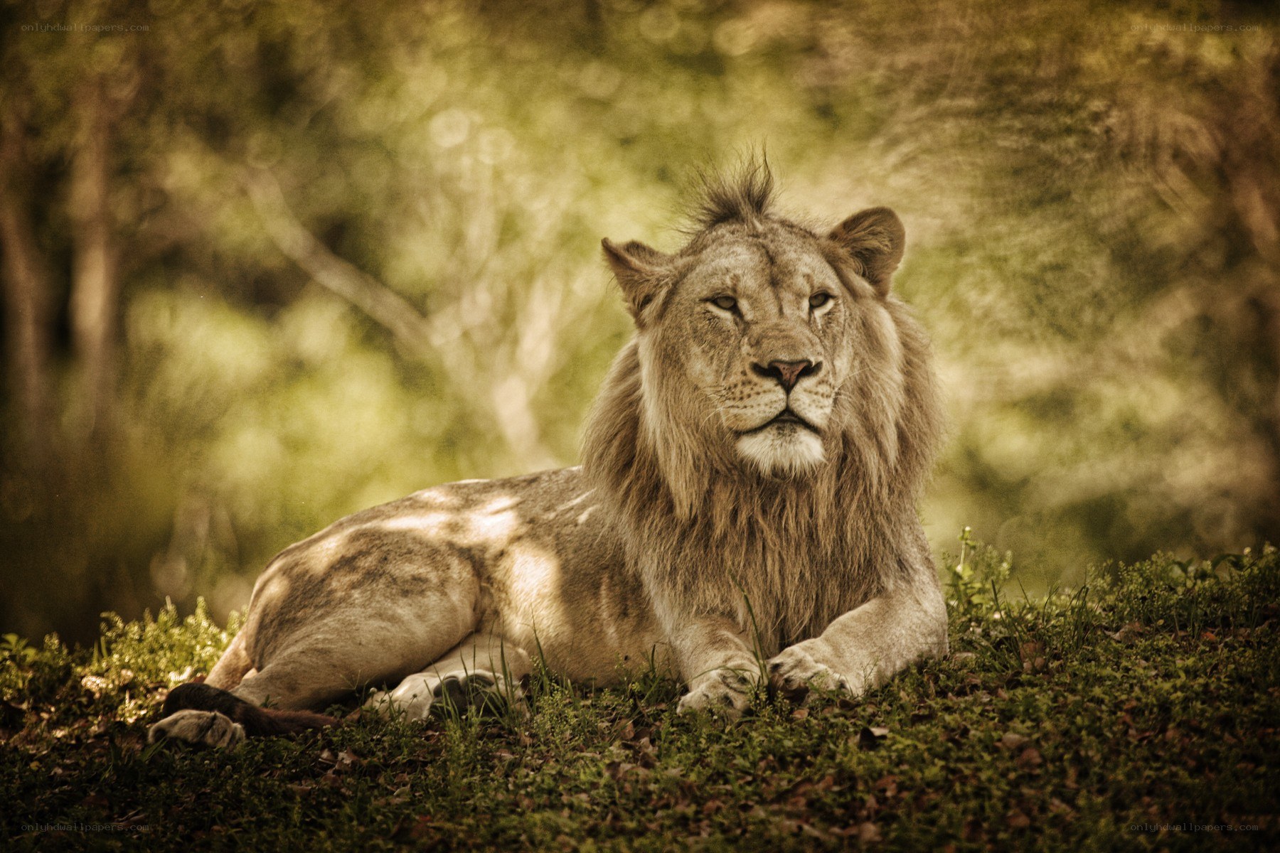 Lion resting in the wild
