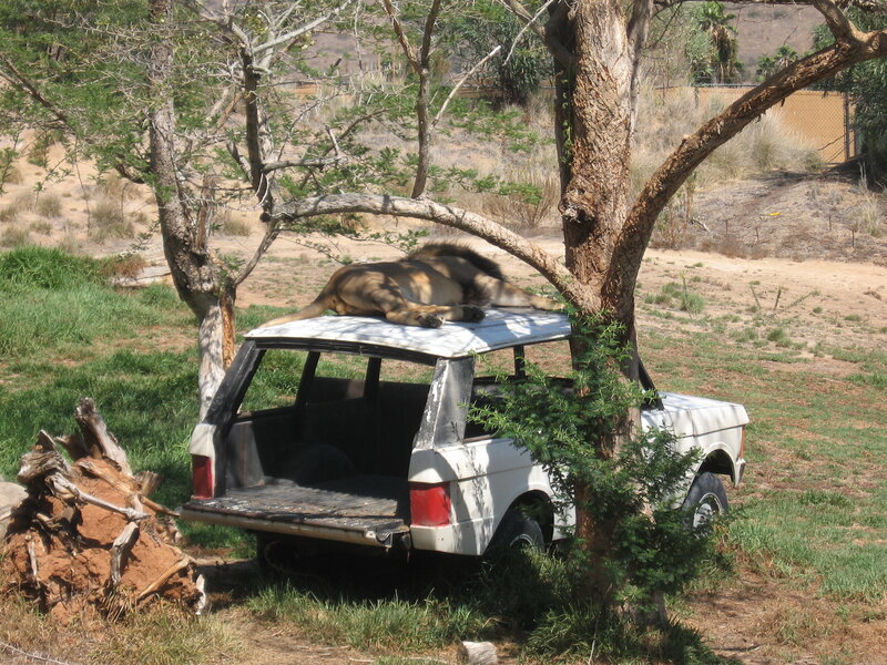 lion resting on a car