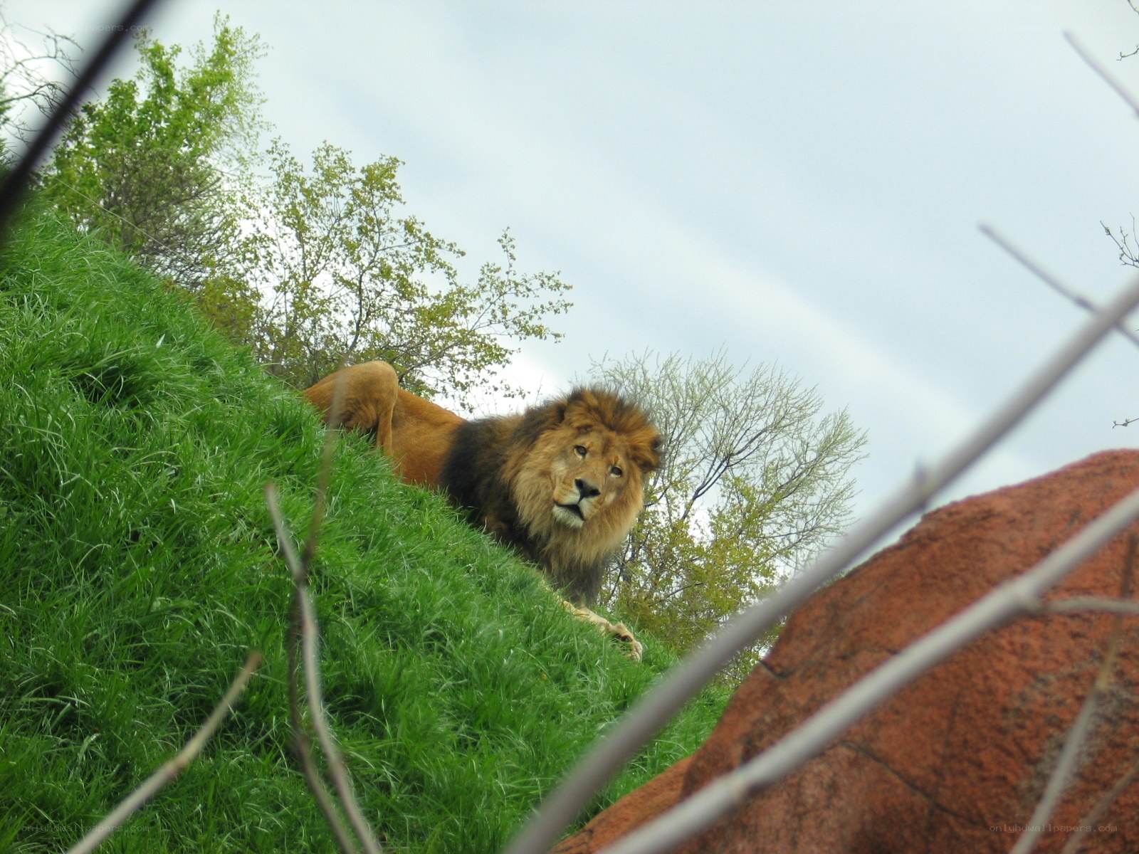 Lion resting on a grassy hill