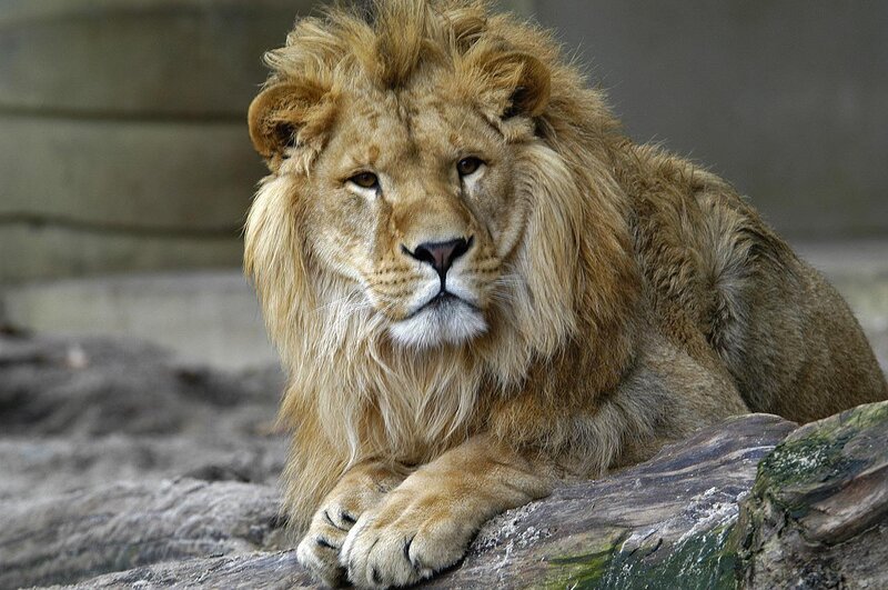 Lion resting on a log