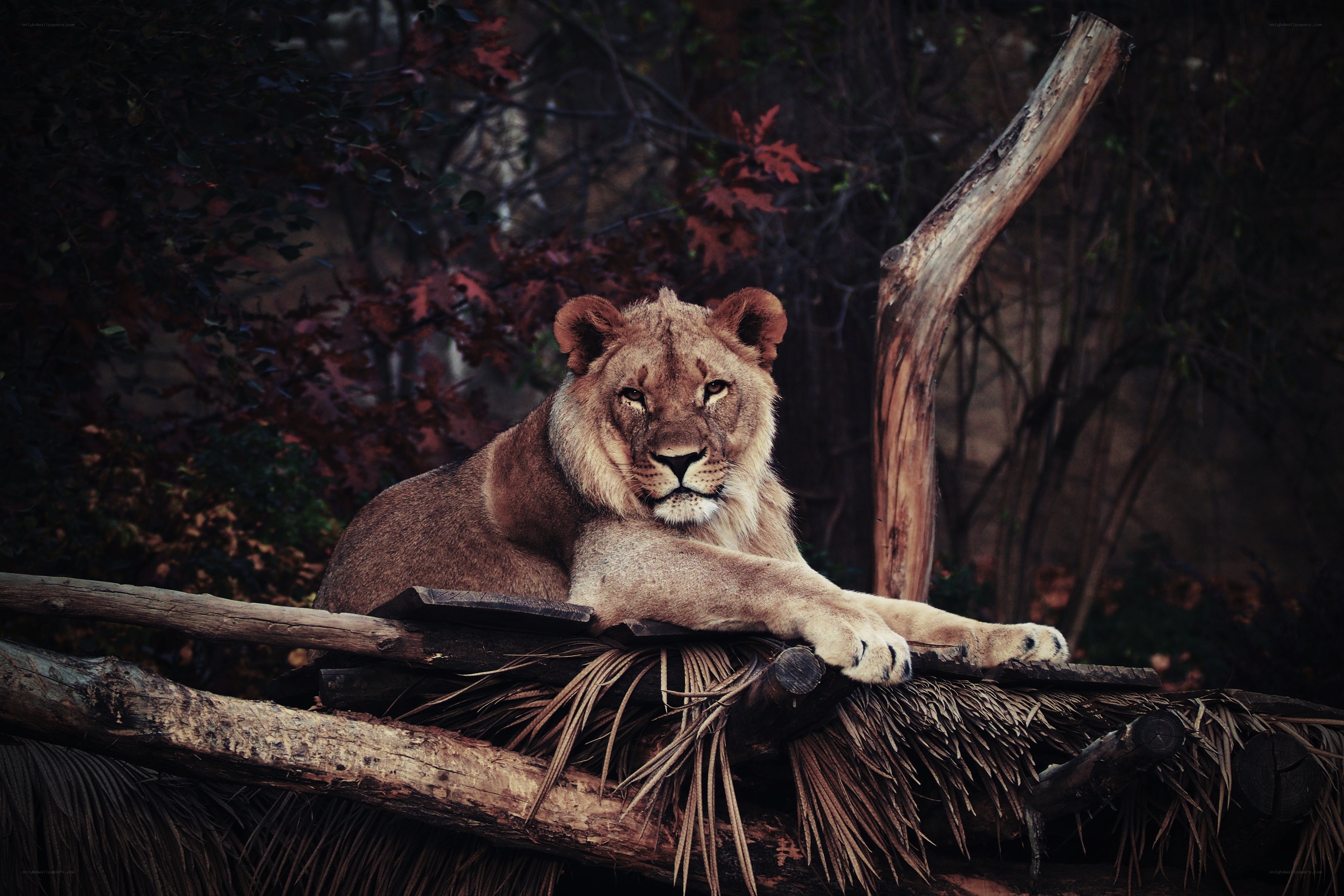 Lion resting on a log