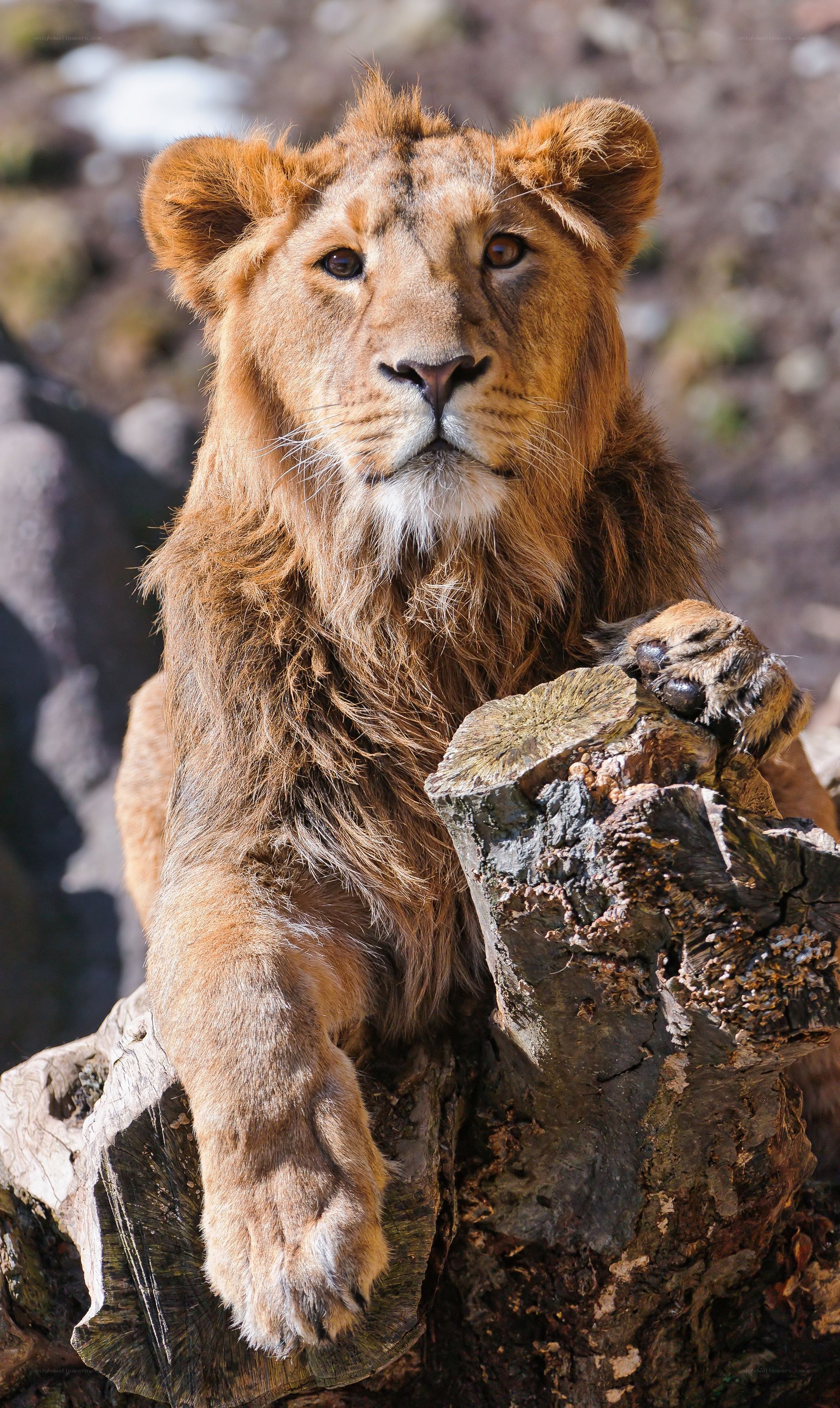 Lion resting on a log
