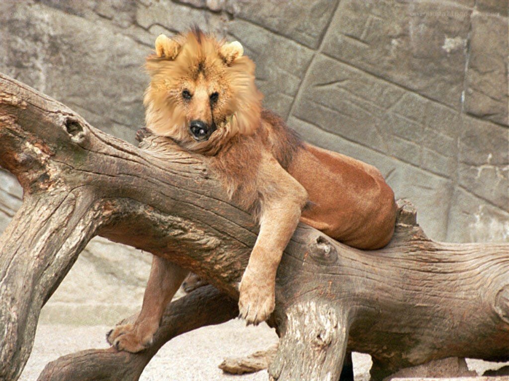 Lion resting on a log