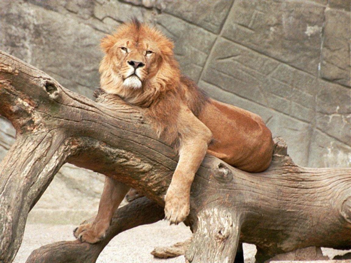Lion resting on a log