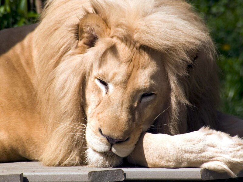 Lion resting on a platform
