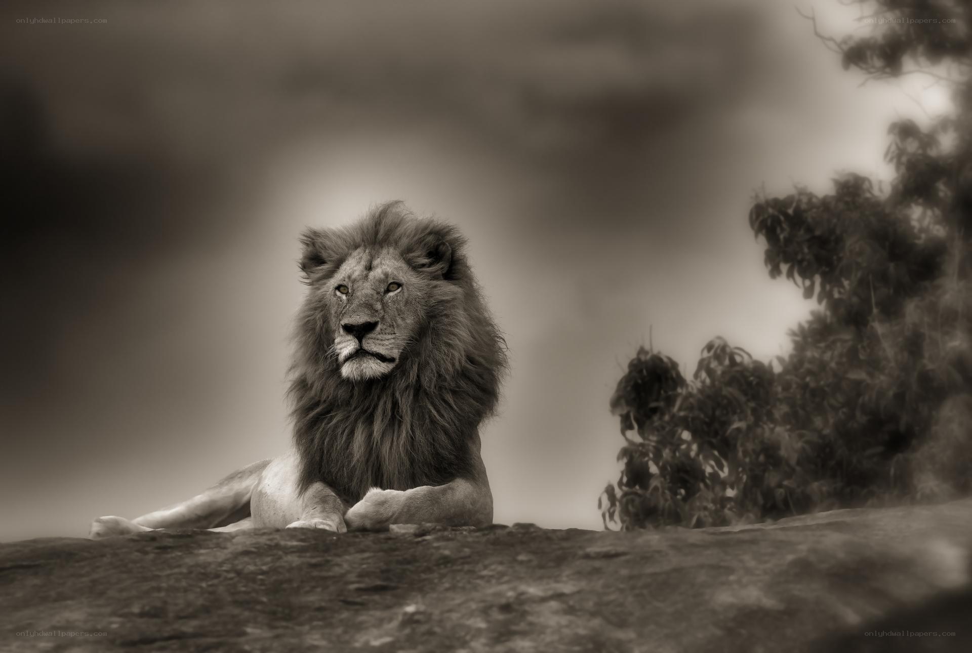 Lion resting on a rock