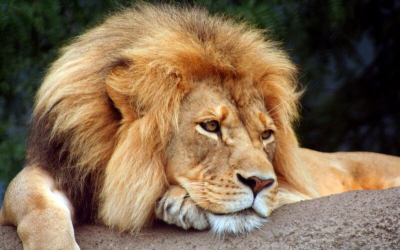 Lion resting on a rock