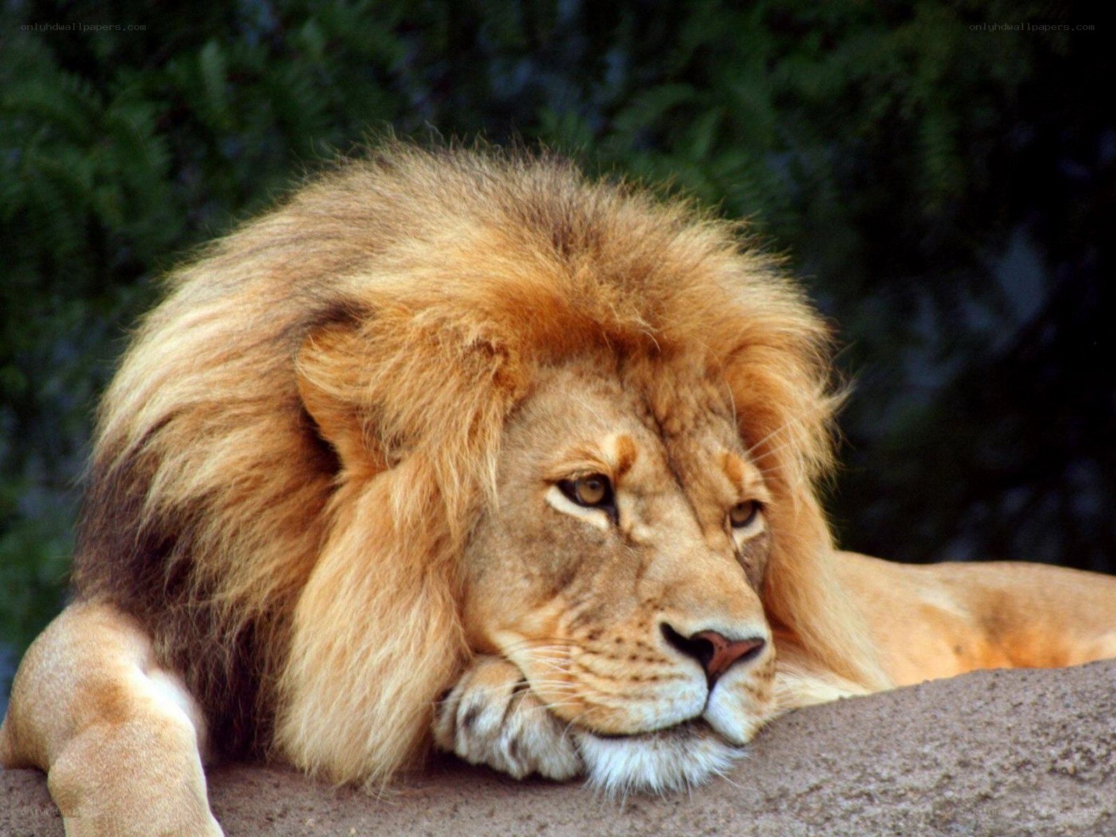 Lion resting on a rock