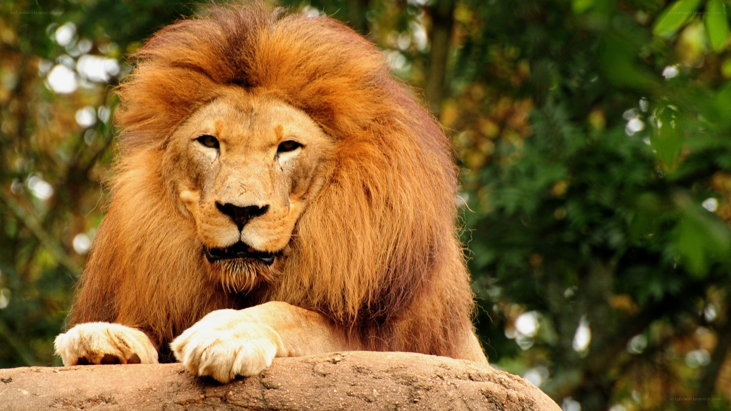 Lion resting on a rock