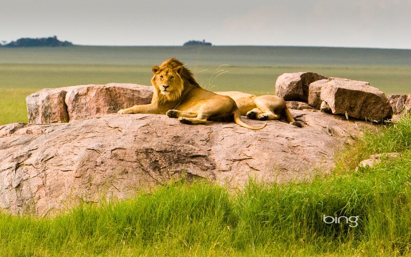 Lion resting on a rock