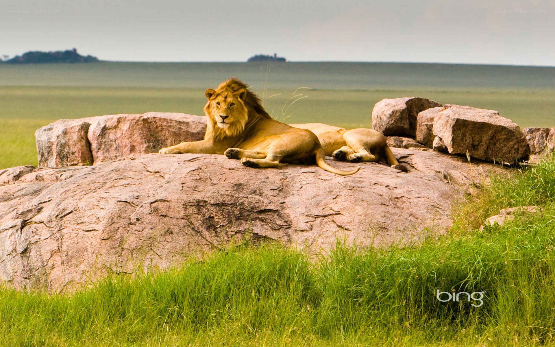 Lion resting on a rock