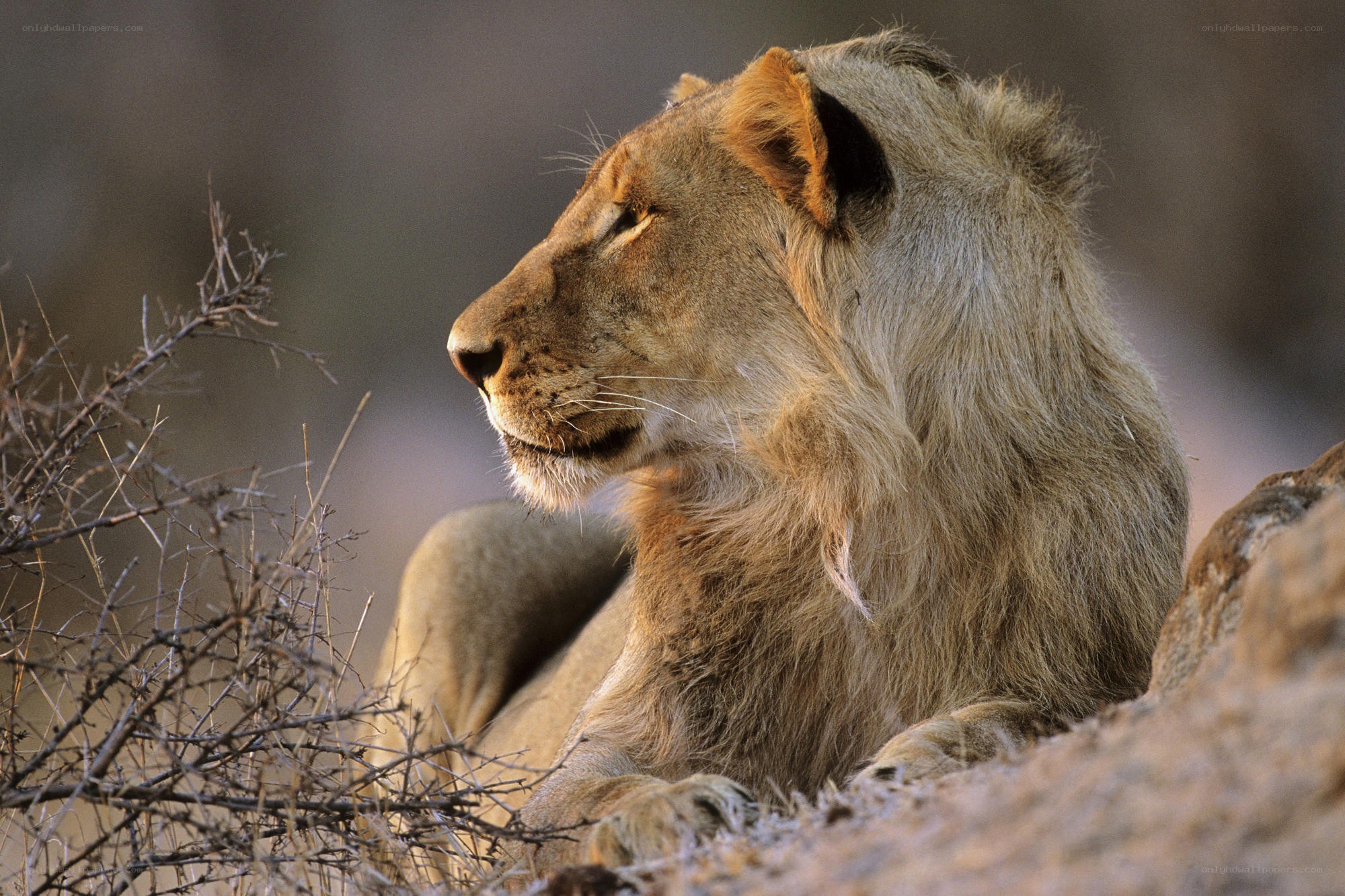 Lion resting on a rock