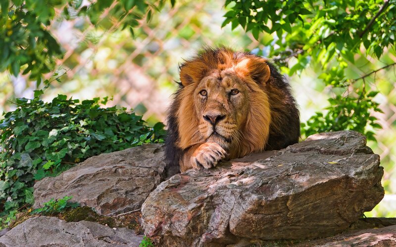 Lion resting on a rock