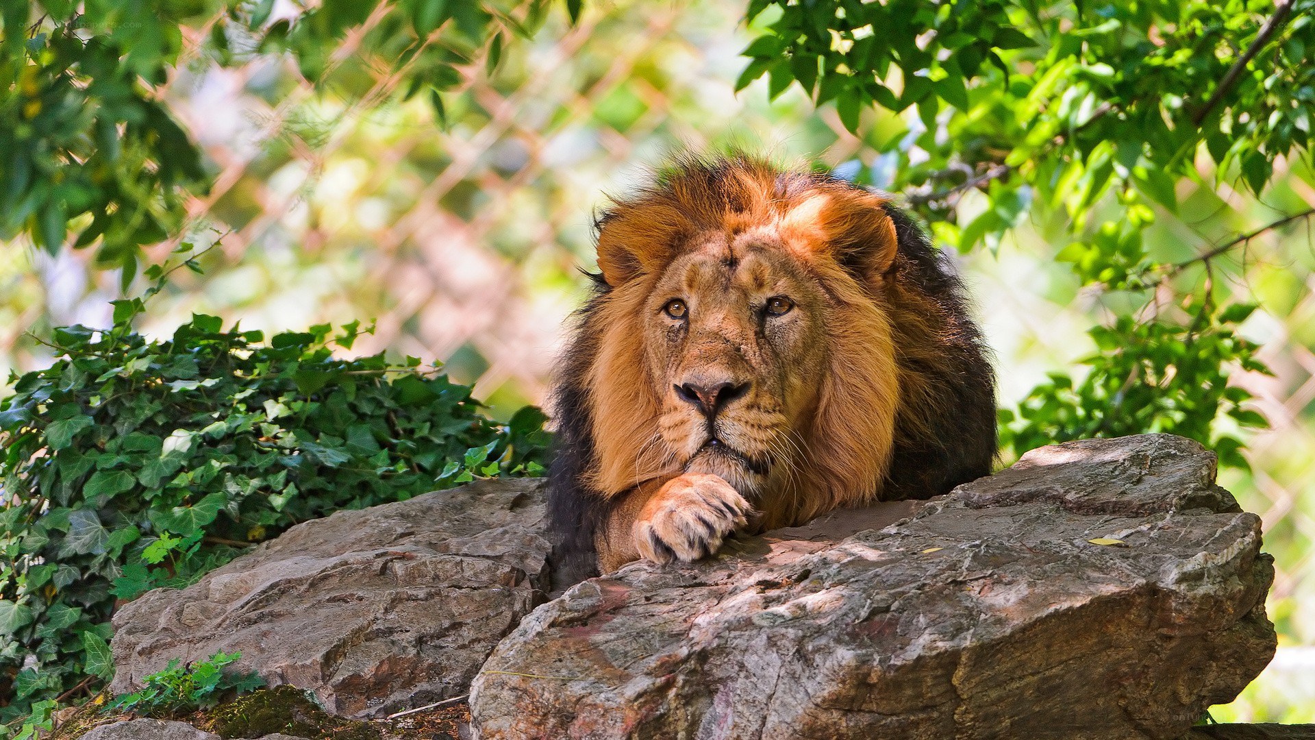 Lion resting on a rock