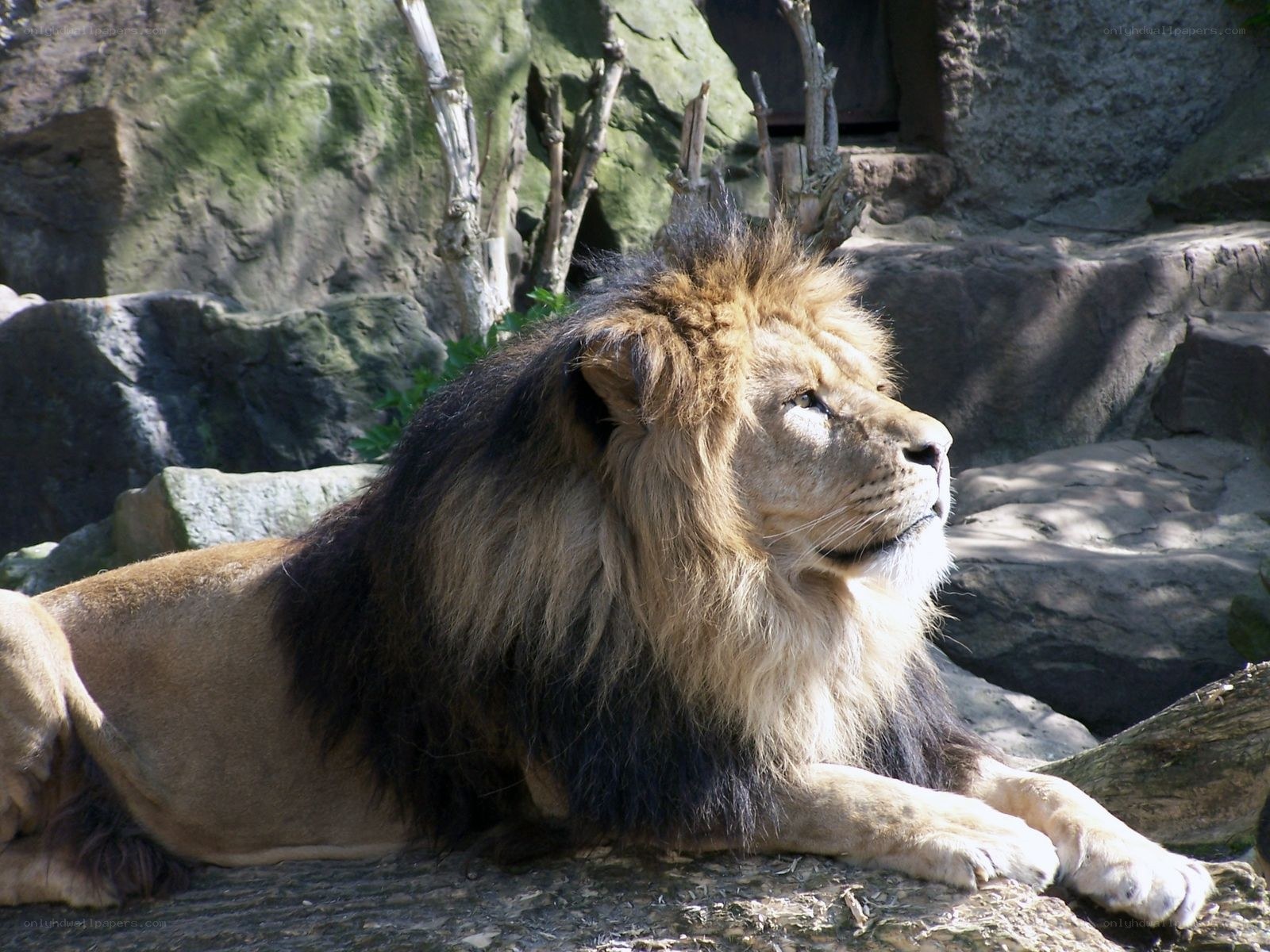 Lion resting on a rock