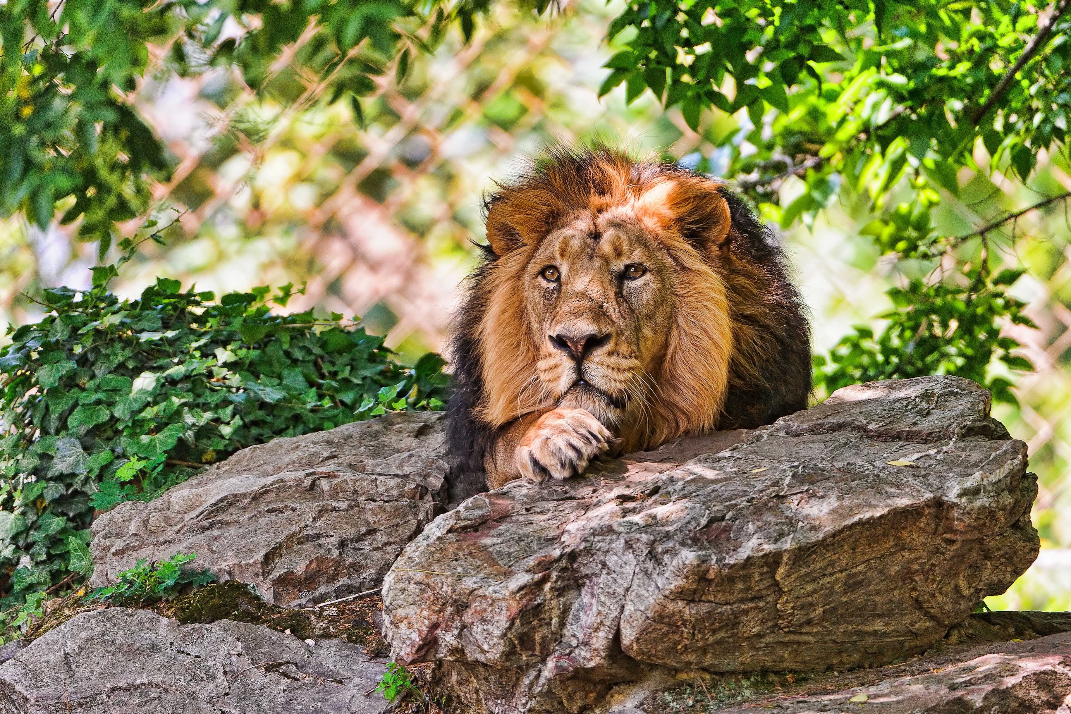 Lion resting on a rock