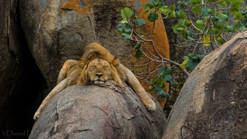 Lion resting on a rock