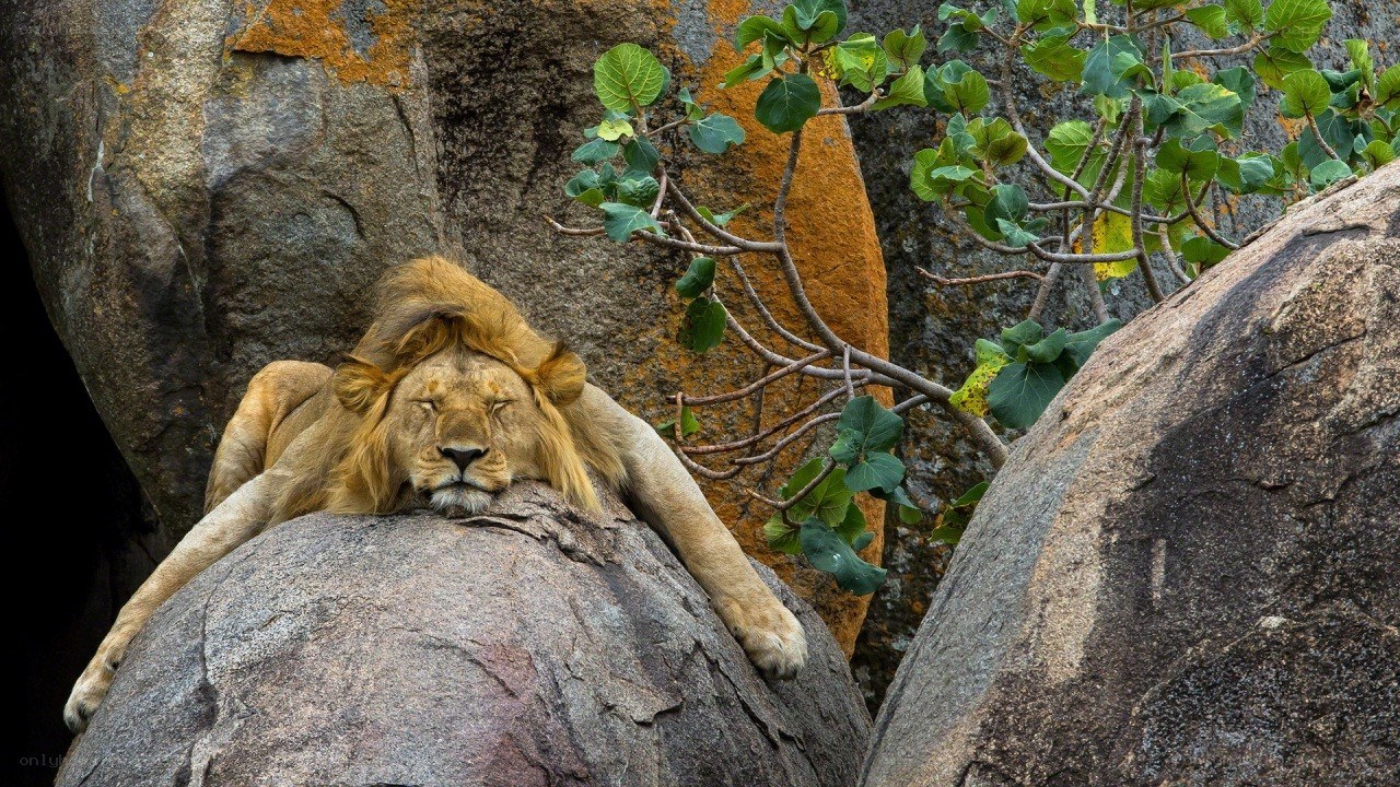 Lion resting on a rock
